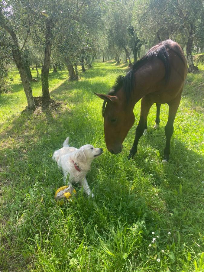 Sotto Il Cielo Di Toscana Appartamenti In Tenuta Only Adults No Pet Камайоре Экстерьер фото